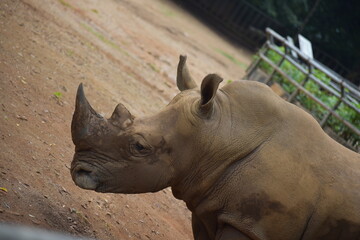 white rhino close up