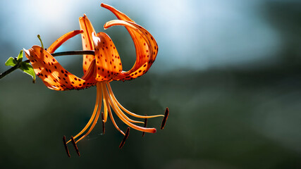 Tiger lily.Orange lily color attracts insects.Decorative, selection flower.Bright and very attractive, motley flower.Blooming lily.