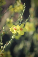 Yellow flowers of Mullein. Mullein (Verbascum) in a natural environment of growth. Wild herbs Verbascum thapsus (Common Mullein) yellow flowers on the meadow.