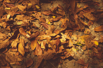 Dry yellow leaves of autumn outdoors