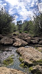 river in the forest