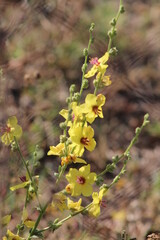 Yellow flowers of Mullein. Mullein (Verbascum) in a natural environment of growth. Wild herbs Verbascum thapsus (Common Mullein) yellow flowers on the meadow.