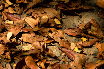 Dry yellow leaves of autumn outdoors