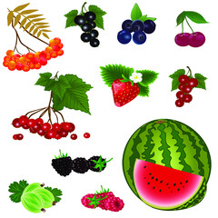 Set of ripe berries. Vector illustration