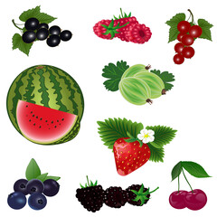 Set of ripe berries. Vector illustration