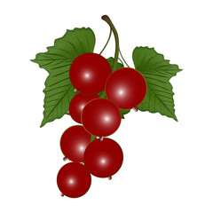 Ripe red currant with leaves on a white background. Vector illustration.