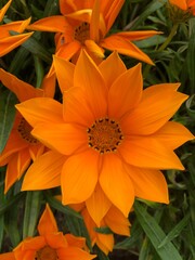 orange flower