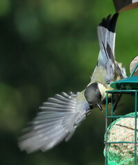 une Mésange affamée se précipite sur sa boule de graisse