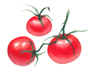 Watercolor colorful composition with bright ripe red tomatos. White background.