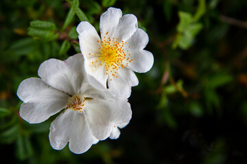 Rosa sempervirens, the evergreen rose, is a plant in the family Rosaceae, a climbing perennial with very prickly stems