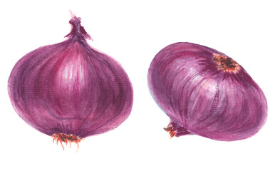 Watercolor colorful composition with ripe onions. White background.