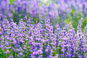 beautiful fragrant lavender flowers on the green plain where insects fly