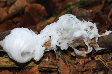 Haareis an einem Ast