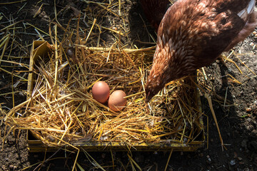 A hen laying eggs in its nest. Chicken coop © Boyana