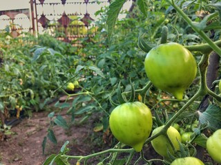 The appearance of the first small tomatoes in our garden