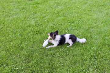 A doggie like Jack Russell lies on lush green grass and plays with a toy.