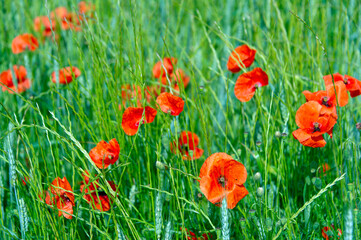 Fototapeta premium champs de coquelicot