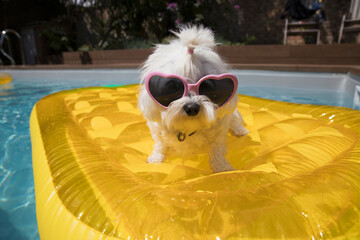 Portrait cute dog in heart shape sunglasses on pool raft