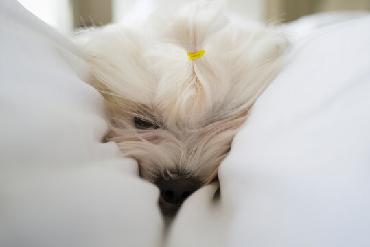 Close up cute white dog laying in blanket