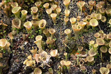 White toxic mushroom or poison mushroom or chlorophyllum molybdites mushroom with natural background