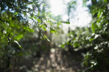 Sunny, green tree branches