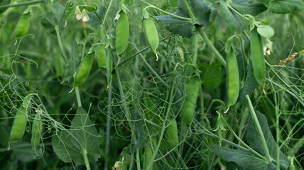 fresh, bright green pea pods on the pea plants in the field. Pea cultivation in the open air and a blurred background.