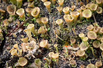 White toxic mushroom or poison mushroom or chlorophyllum molybdites mushroom with natural background