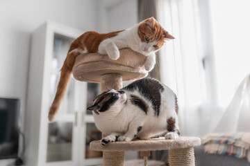 Gato blanco y marron acostado en la cima de una torre rascador, juega con un gato blanco y negro 