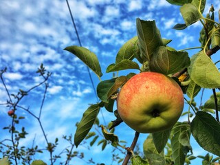 apples on a tree