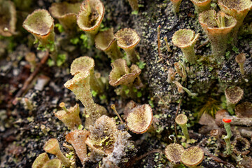 White toxic mushroom or poison mushroom or chlorophyllum molybdites mushroom with natural background