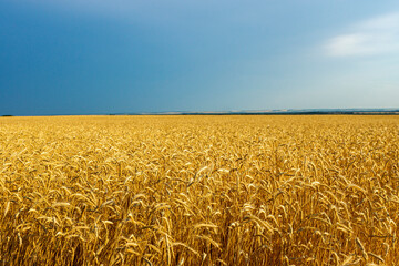 Wheat field. Ears of golden wheat close up. Beautiful Nature Sunset Landscape. Rural Scenery under Shining Sunlight. Background of ripening ears of meadow wheat field. Rich harvest Concept