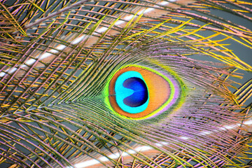 Portrait of a colorful peacock feather eye. Peacock feather close up portrait. 