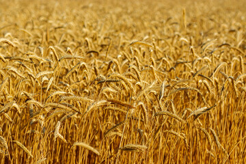 Wheat field. Ears of golden wheat close up. Beautiful Nature Sunset Landscape. Rural Scenery under Shining Sunlight. Background of ripening ears of meadow wheat field. Rich harvest Concept