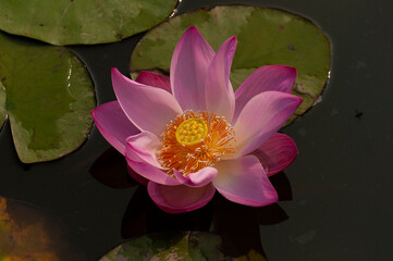 pink water lily