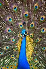 Obraz premium Portrait of a colorful dancing peacock . Peacock close up portrait. Peacock wallpaper and backgrounds.