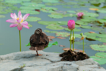pink lotus flower in the pond with duck family