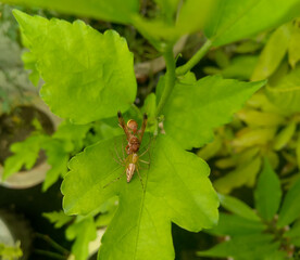 green bug on a leaf, spider preying wasp sitting in plant, nature photography, wild life macro shots, gardening background