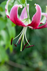 Pretty Lily outdoors