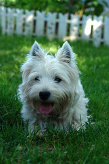 West Highland White Terrier lying on green grass in the garden. Cute smiling westie on the meadow