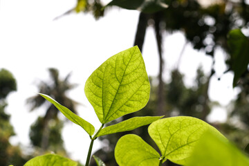 Close up of green bean plant leaves,  selective focus