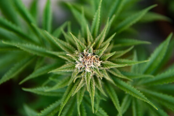 Naklejka na ściany i meble Planta de hierba (marijuana) en etapa de floración