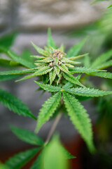 Planta de hierba (marijuana) en etapa de floración