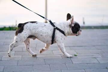 French bulldog walking on leash outdoors.