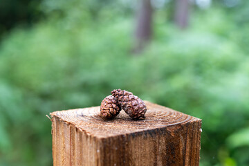 pine cones on a post