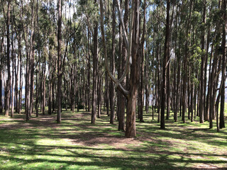 trees in the park