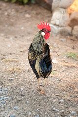 Nice red-crested rooster with walking alone in his farmyard