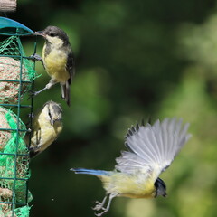 Mésanges / boules de graisse