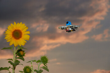 Obraz na płótnie Canvas Yellow sunflower (Helianthus annuus) is approached by a small blue drone also multi copter, sunset with orange clouds. Germany.