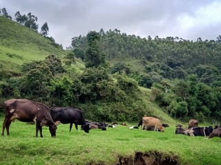 Obraz premium Beautiful landscape of the Munnar city in Kerala, India with valley and mountains view. Grasslands of beautiful hill station of India, Munnar with selective focus for leisure and tourism purposes.