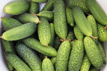 harvest of young cuharvest of young cucumbers in a plastic bucketcumbers in a plastic bucket